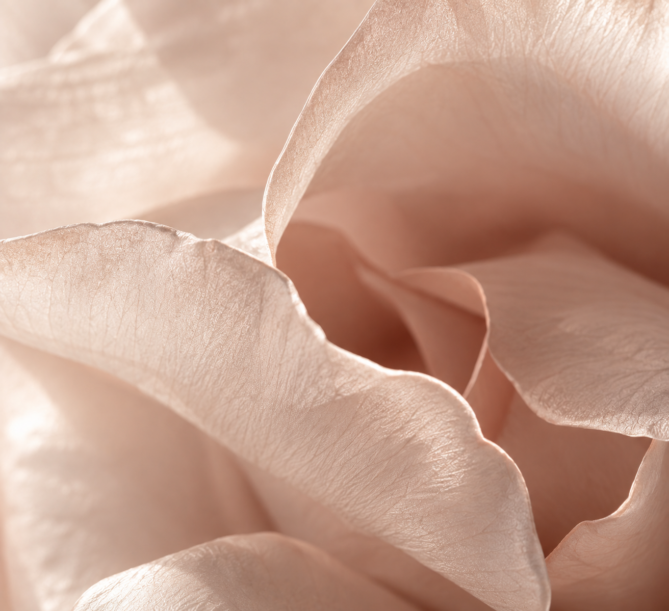 Rose petals