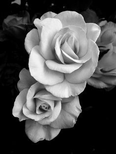 Black and white portrait of a rose